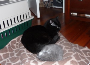 Midnight and The Baby when she first arrived.