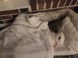 animal communicator rabbit