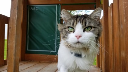 animal communicator cat cats kitty